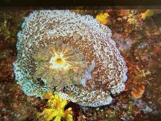 Est-ce une Doris Tylodina à coquille géante blanche ?