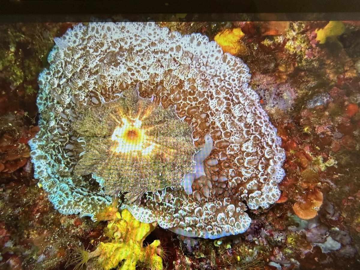 Est-ce une Doris Tylodina à coquille géante blanche ?