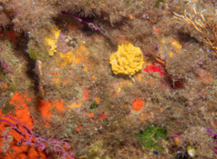  est ce une Eponge-coussin jaune d'or Axinyssa aurantiaca