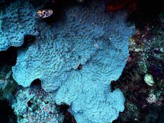 est e un corail champignon ?