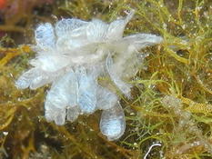 Est-il possible d'identifier ces clavelines ?