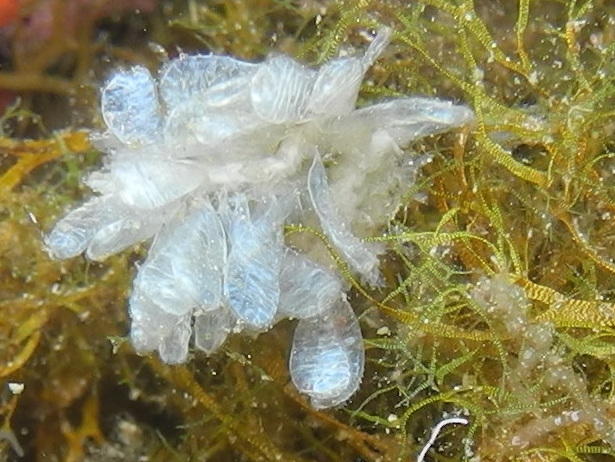 Est-il possible d'identifier ces clavelines ?