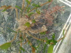 Estran Loire-Atlantique, arthropode Macropodia deflexa ?