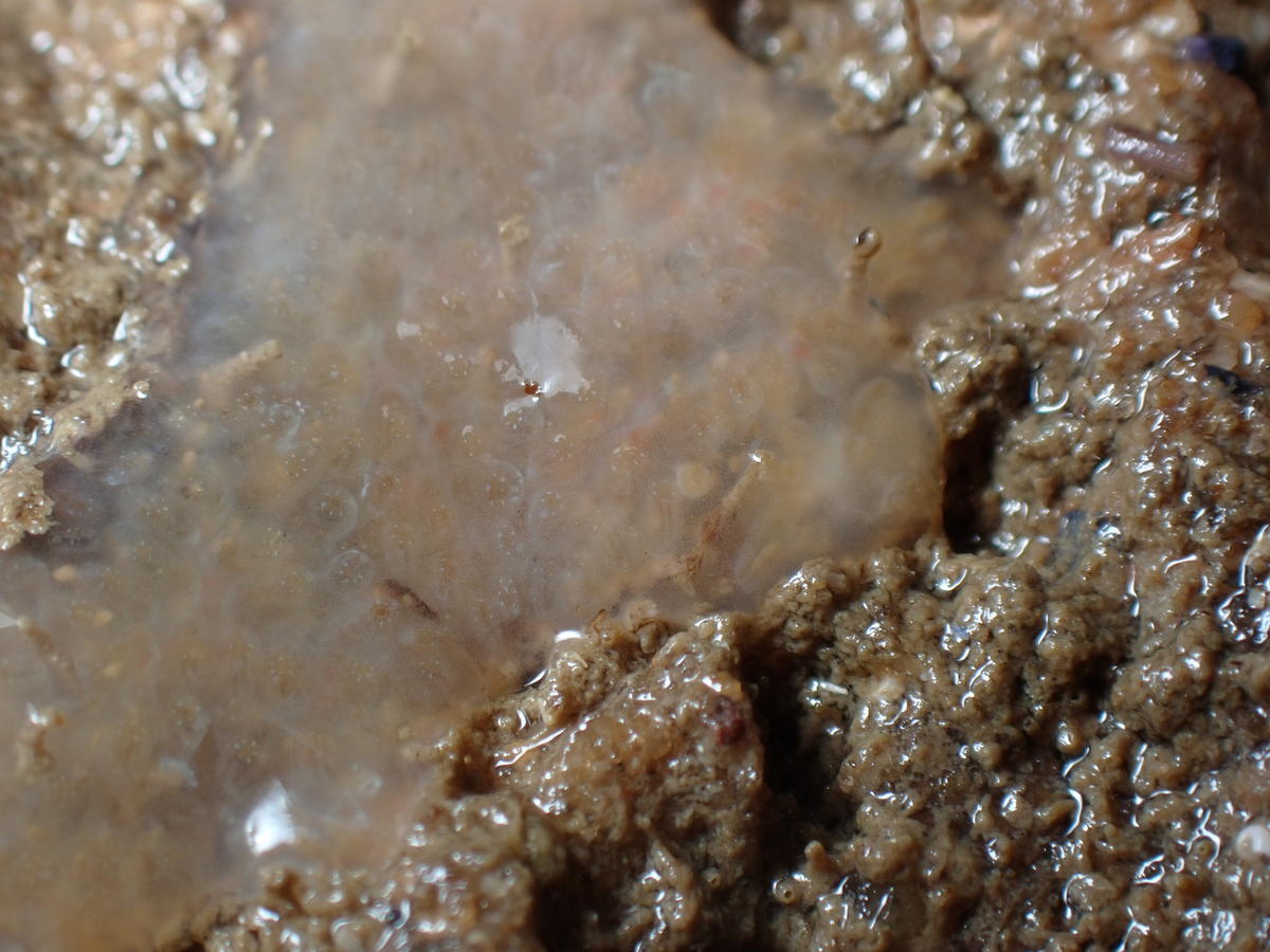 Estran Loire-Atlantique, ascidie Aplidium glabrum ?