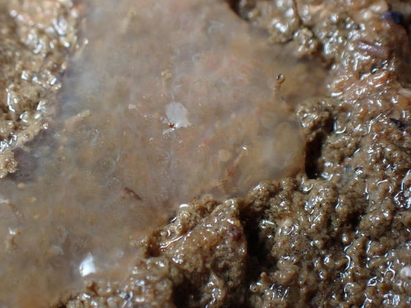 Estran Loire-Atlantique, ascidie Aplidium glabrum ?