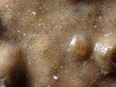 Estran Loire-Atlantique, bryozoaire à logettes irrégulières