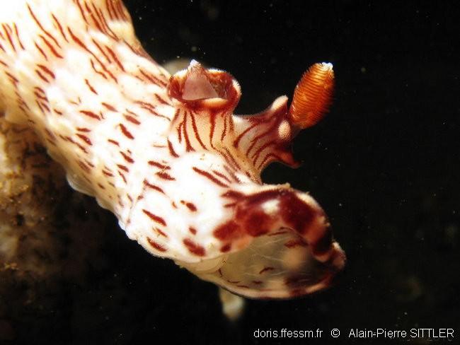 Faut dire qu'avant d'être <em>Jorunna rubescens </em>(en 2001), l'animal s'appelait <em>Kentrodoris rubescens</em> et qu'on le trouve donc encore d...