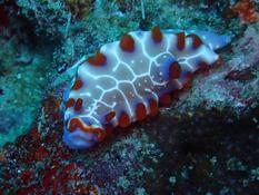 et cette très jolie