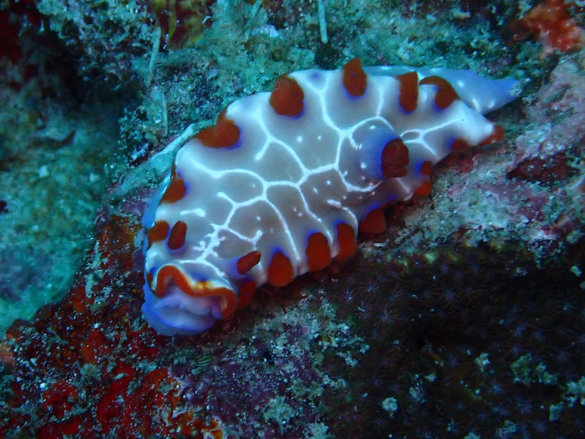 et cette très jolie