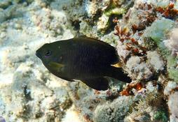Et encore une demoiselle ou un grégoire à identifier! 