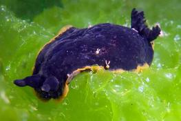 Etang de Thau: Copépode sur Dendrodoris limbata