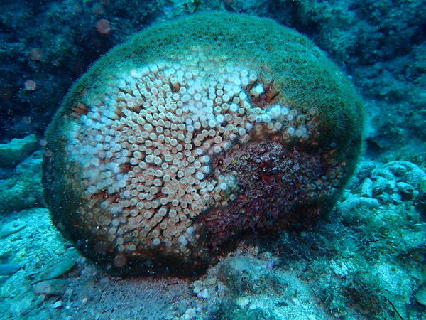 état de santé du corail cladocore