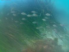 Etel; Morbihan