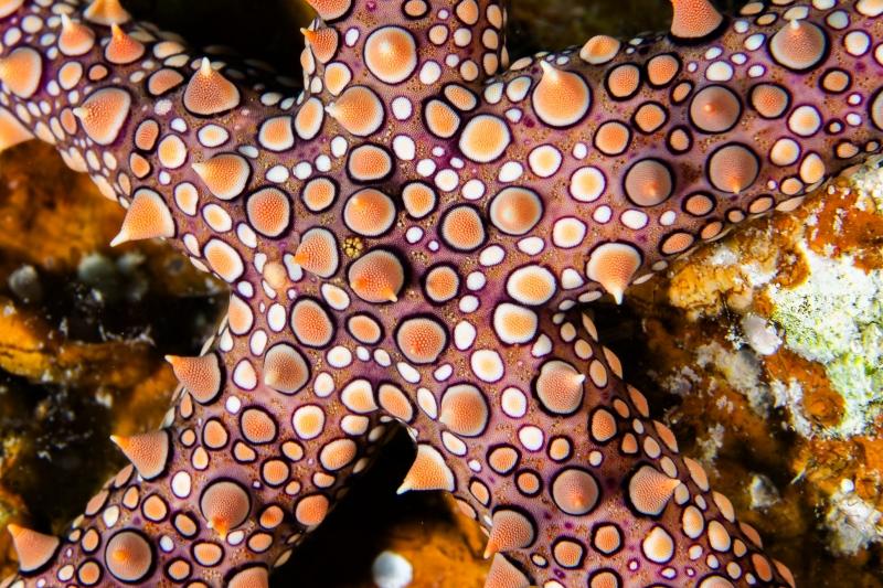 Etoile de mer