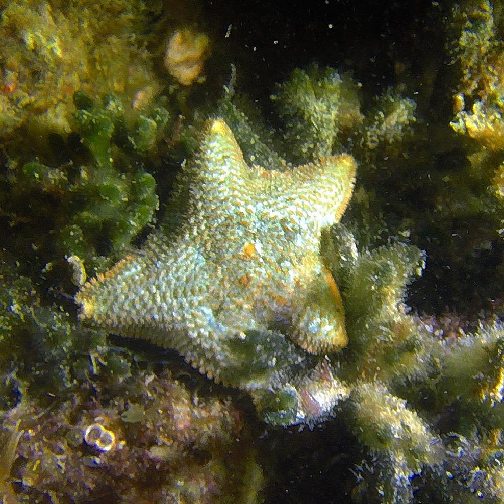 Étoile de mer à identifier