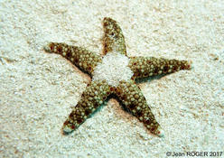 Etoile de mer à Mayotte