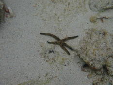 Etoile de mer aux seychelles