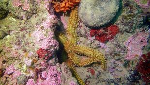 Etoile de mer glaciaire ou etoile de mer commune ?