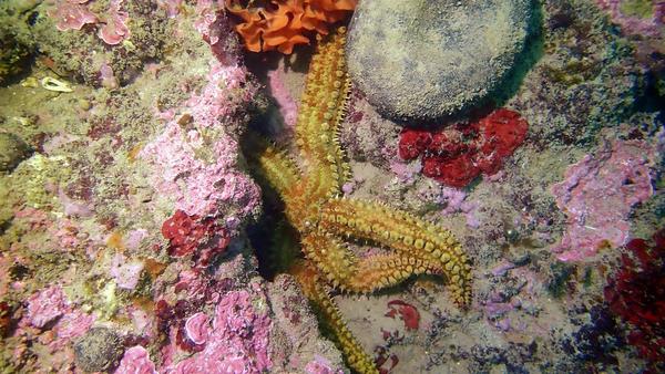 Etoile de mer glaciaire ou etoile de mer commune ?