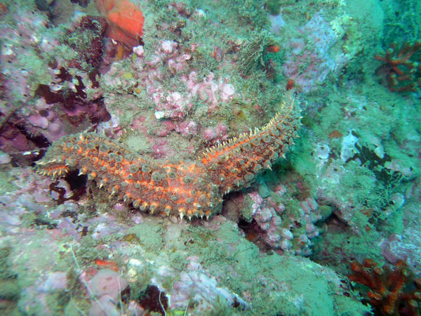 etoile de mer glaciere qui se prend pour un poulpe