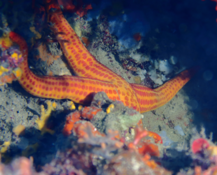 Etoile de mer jaune à pois rouge