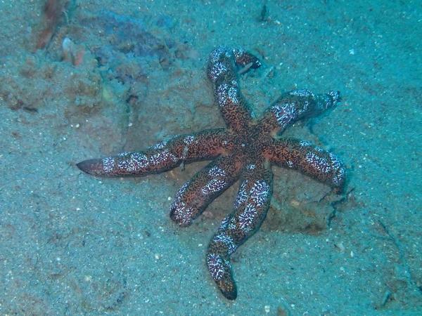 etoile de mer Linckia multiflora 