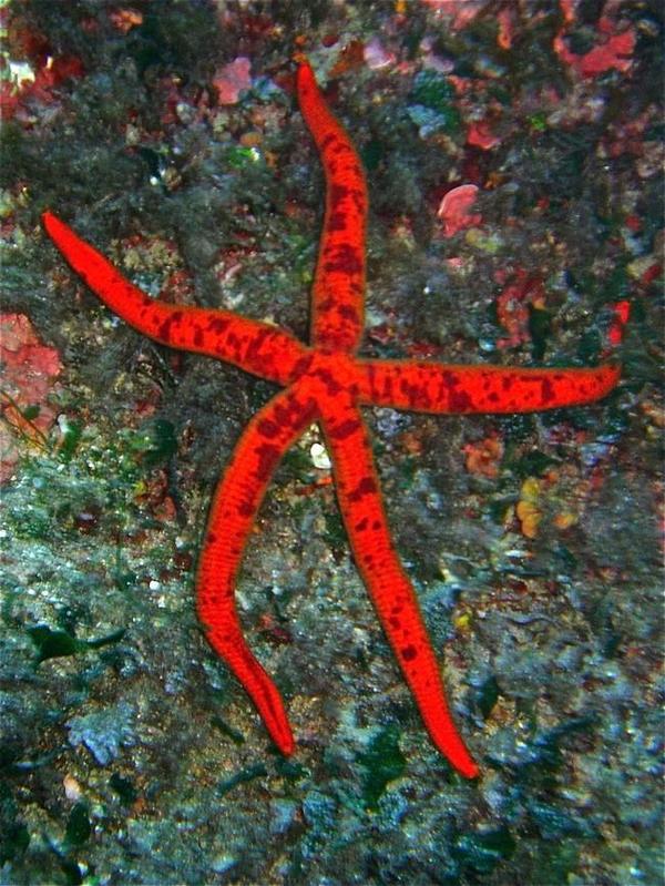 Etoile de mer rouge de Mediterranée