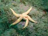 Etoile de mer Stichastrella rosea (Ouessant - Finistère)
