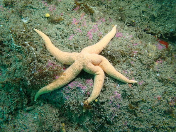 Etoile de mer Stichastrella rosea (Ouessant - Finistère)