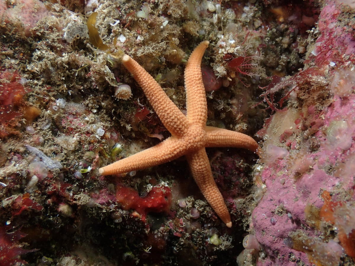 <p>Et un petit individu de 5 cm d'envergure.</p>