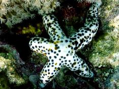 etoile de mer