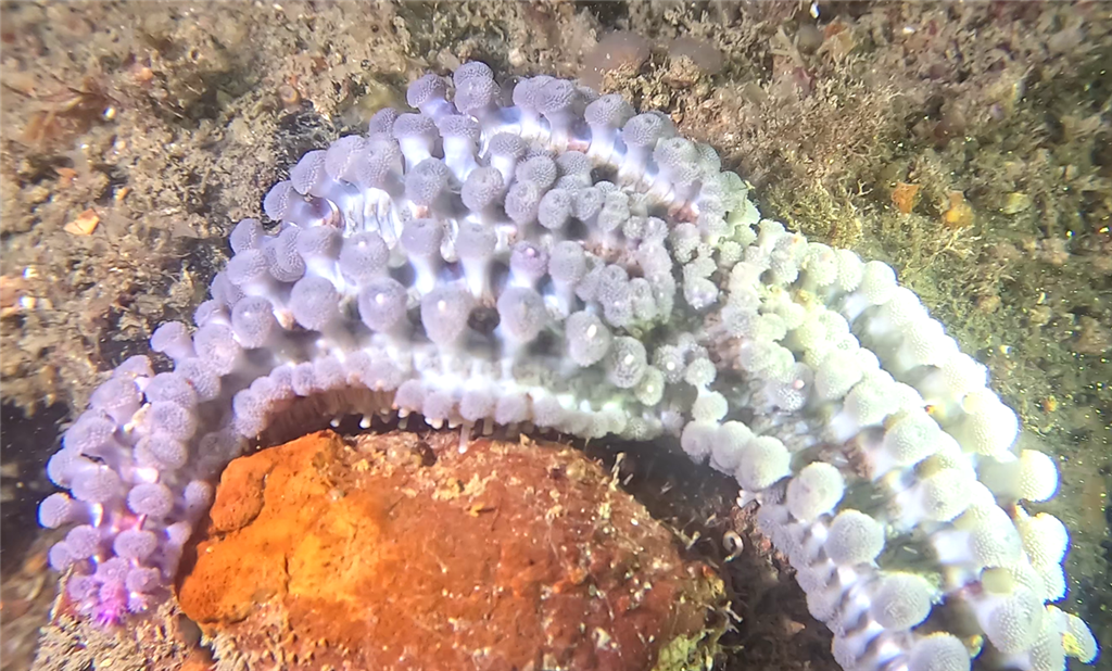 Etoile glaciaire avec protubérances autour des pics, savez vous pourquoi?