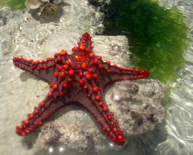 Bonjour,<br />Pour les deux étoiles rouges (au moins), je pense à : Protoreaster linckii  <br />Assez répandu à Zanzibar en bordure de plage<br />J...
