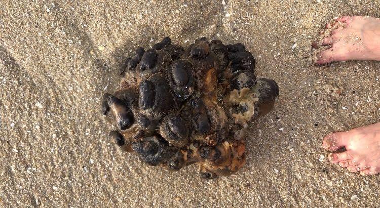 Étrange agrégat retrouvé sur la plage en Afrique du Sud