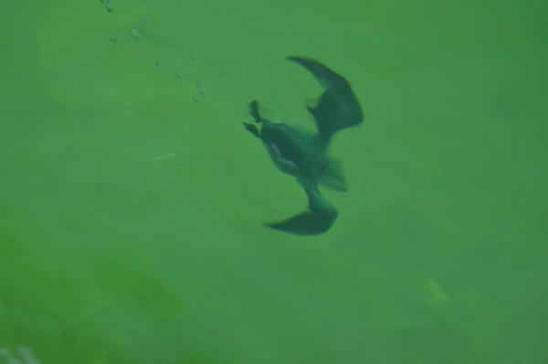 étrange animal sous l'eau…