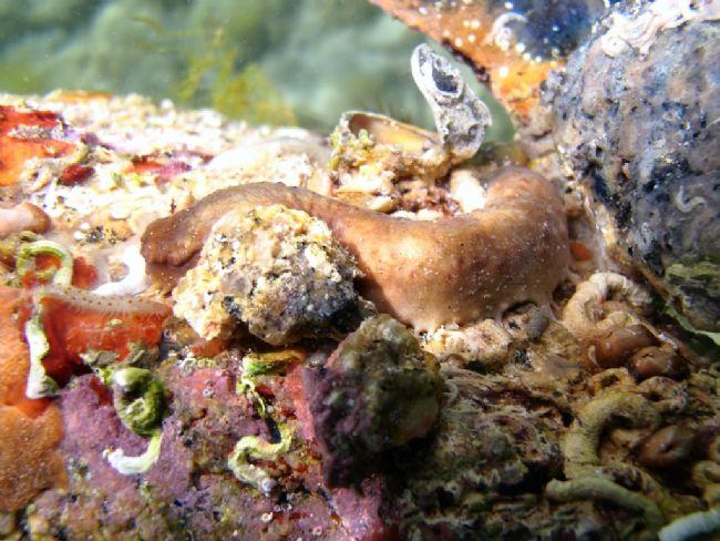 Etrange concombre de mer de la Sardaigne