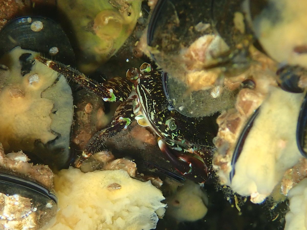 Etrange crabe de l'étang de Berre