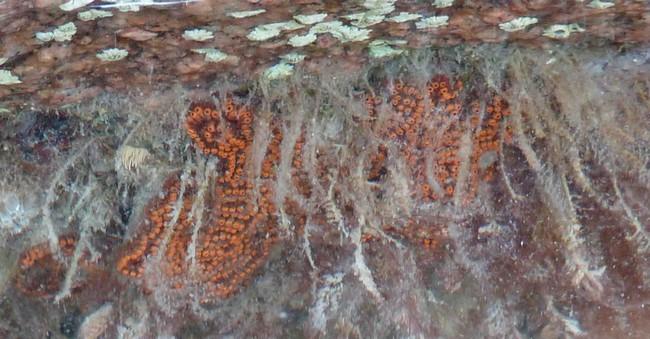 Sous un bloc de granite rose, à basse mer, dans le Cotentin. Problème.<br />Je trouve une certaine ressemblance entre les filaments blanc-gris de l...