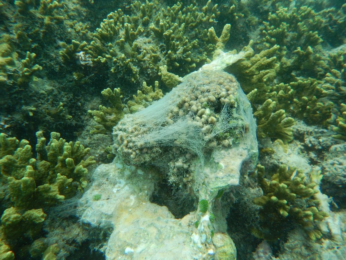 <p>Bonjour , </p><p>j'ai plongé la semaine dernière au Seychelle pour bouturer du corail sur des récifs artificiel , et partout, j'ai vu cette "gou...