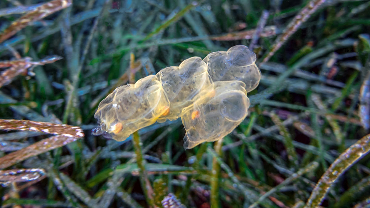 Etranges salpidés non-identifiés... 