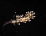 Eubranchus doriae?