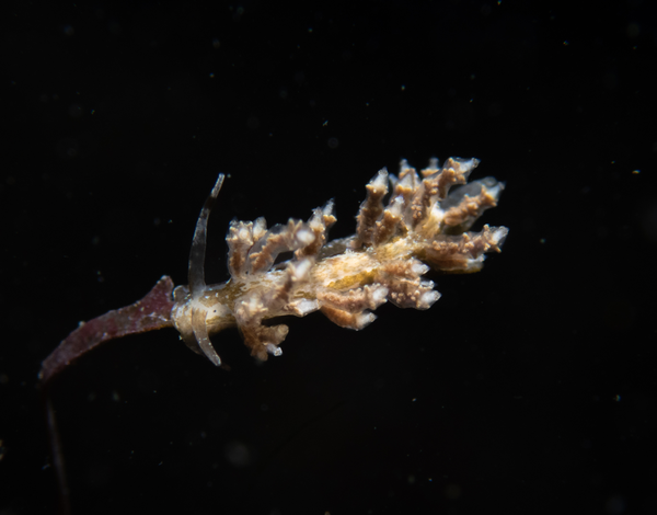 Eubranchus doriae?