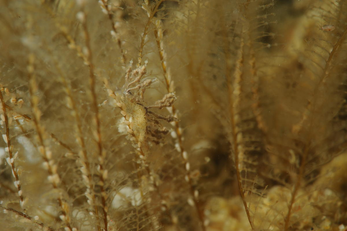 Eubranchus exiguus