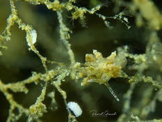 Eubranchus exiguus ? (Thau)