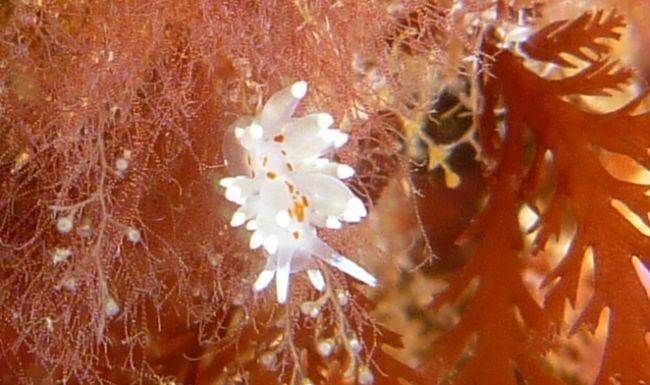 Eubranchus ?