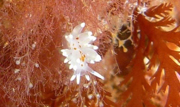 Eubranchus ?