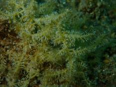 Eudendrium ou algue ou???