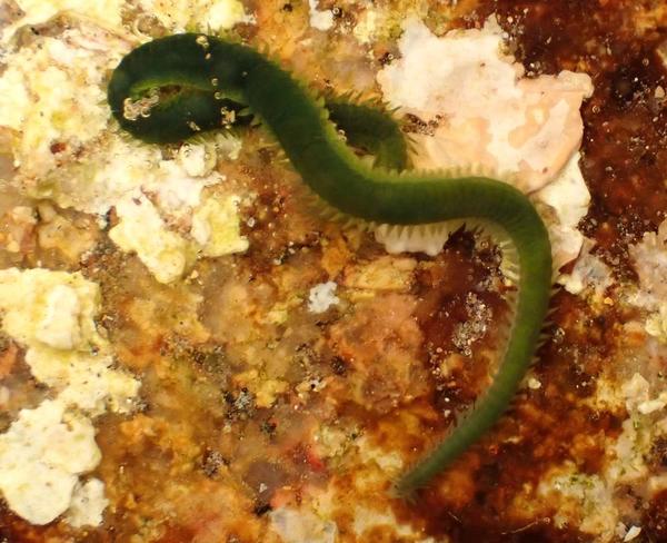 Eulalia viridis?