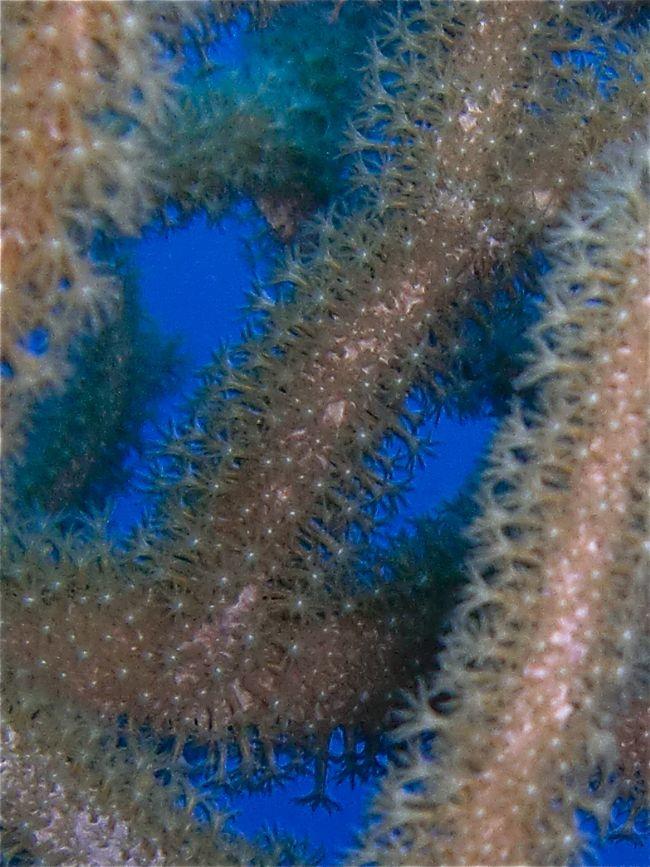 Selon vous, même famille : Gorgone arborescente noueuse : Eunicea sp. ?