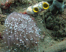 Euphyllia glabrescens ou héliofungia actiniformis ?